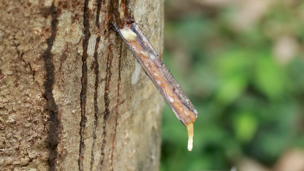 Latex drips from a rubber tree into a collection cup in a serene, natural setting with soft lighting