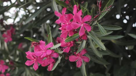 some footage shot in breganze, veneto, italy, during an afternoon walk, showing some pink flowers