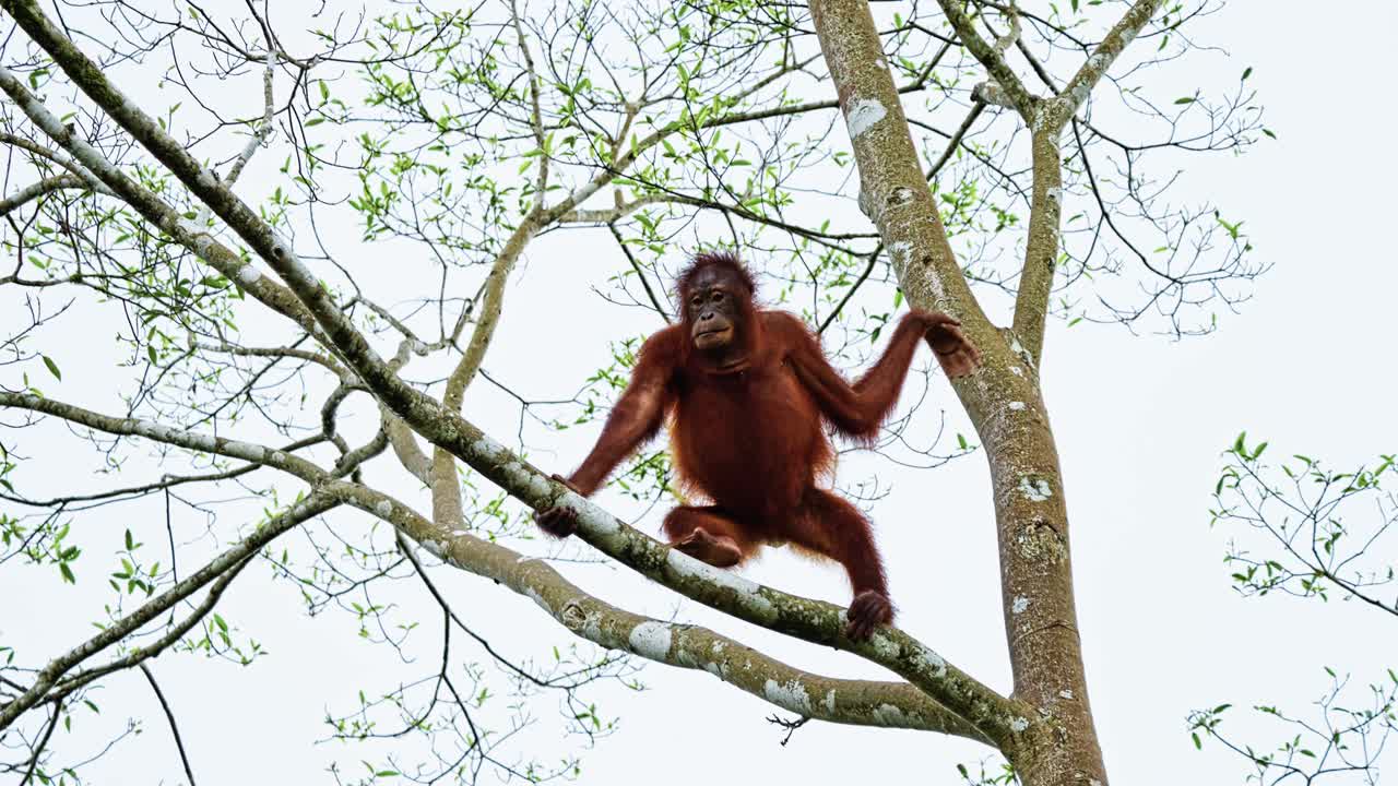 Orangutan Climbing On Tree Branch. Bornean Orangutan In Sabah, Malaysia. low angle shot, slow motion