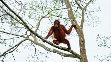 orangutan climbing on tree branch. bornean orangutan in sabah, malaysia. low angle shot, slow motion