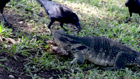 Un-Pájaro-Y-Un-Lagarto-Monitor-Nublado-Waran-Teniendo-Un-Pez-En-El-Parque-Lumphini,-Bangkok,-Tailandia