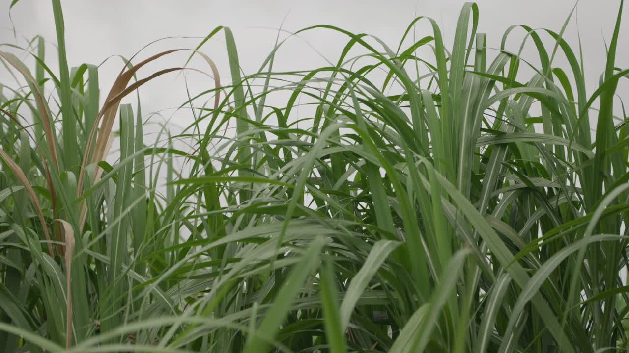 Still shot close up of sugar cane leaves blowing in the wind