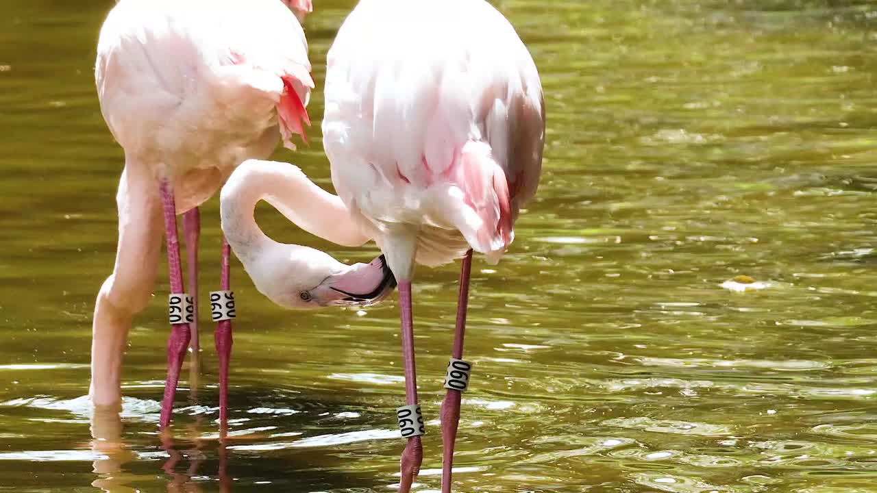 Two flamingos feed closely in shallow, reflective water, showcasing their synchronized movements and vibrant plumage.