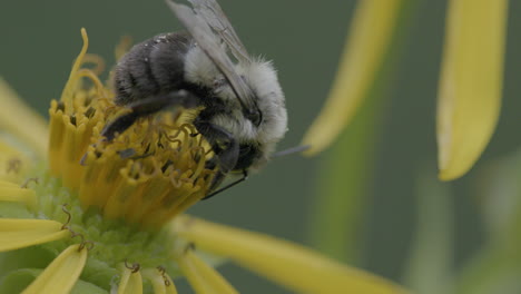 polen de cosecha de abejas en una flor amarilla en una pradera, cierre extremo y en cámara lenta