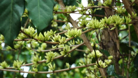 frontal close-up of blooming coffee plant