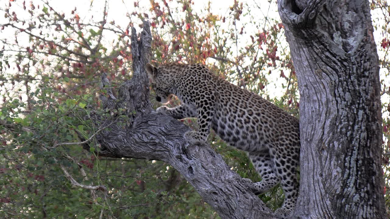 un joven leopardo en un árbol de madera de plomo en el parque kruger