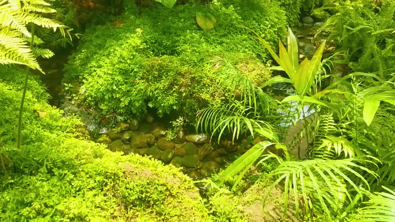 Lush Green Moss Growing on Rocks with Wild Green Plants Around a Small Pebbled Pond with Water Reflection