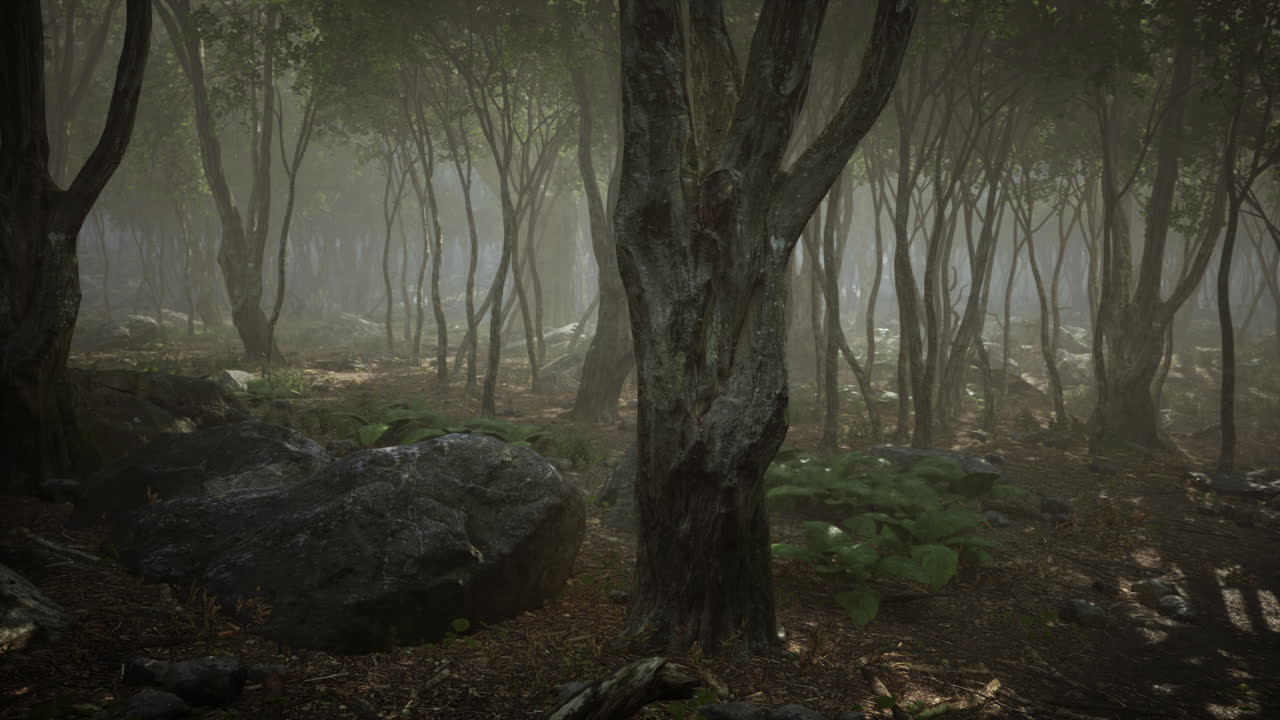 hermosa mañana en el bosque