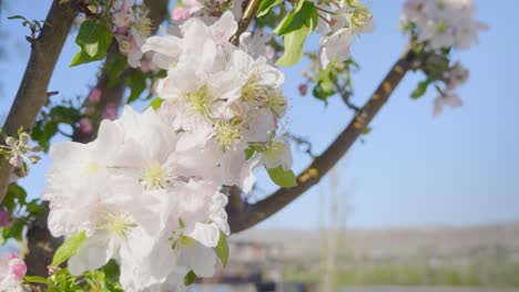 close up view of blossomed apple tree flowers on branches with blurred background on a sunny day