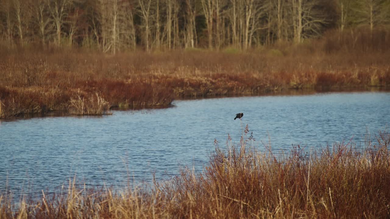 raro pájaro negro manchado de rojo en peligro de extinción en caña en pantano llamando a aparearse durante la temporada de apareamiento volando lejos 4k 60p