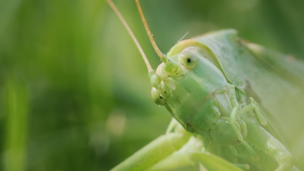 Grande locusta verde che mangia erba, video macro 4k
