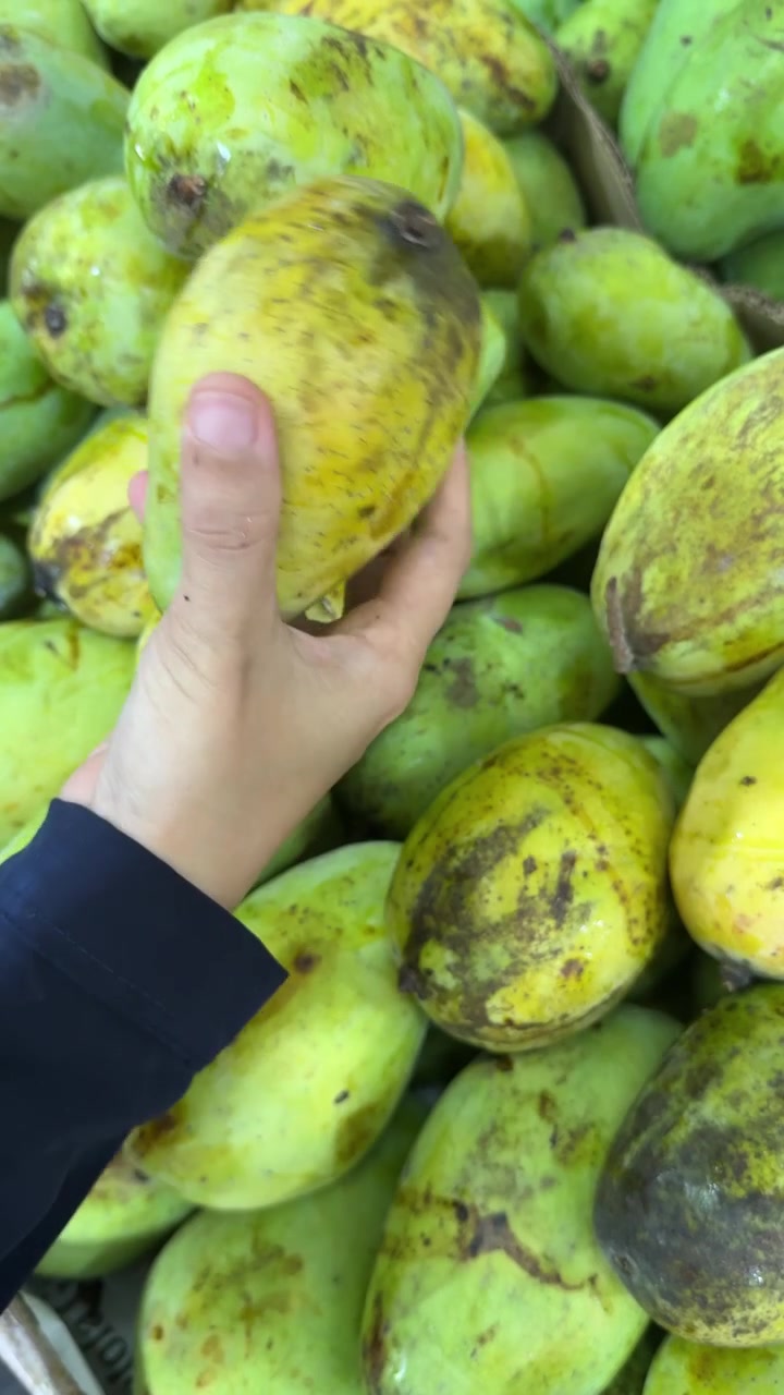 Mano che seleziona manghi freschi verdi e gialli