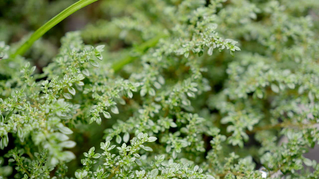 대포 공장 클로즈업 뷰 , 랙 초점
