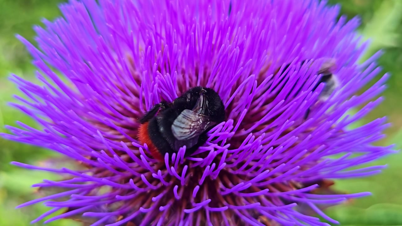 Primo piano macro di un bombo che raccoglie polline e nettare su un fiore di carciofo viola in fiore