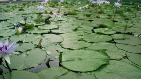 The-lotus-flowers-bloom-in-the-pond-and-have-beautiful-green-lotus-leaves