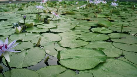 Die-Lotusblumen-Blühen-Im-Teich-Und-Haben-Wunderschöne-Grüne-Lotusblätter