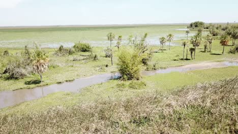 swamps of south america. marshes of ñeembucu paraguay