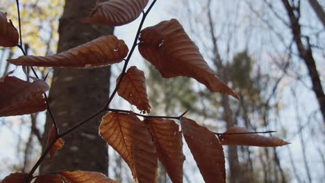 golden brown, dried leaves