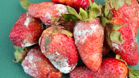 moldy strawberries