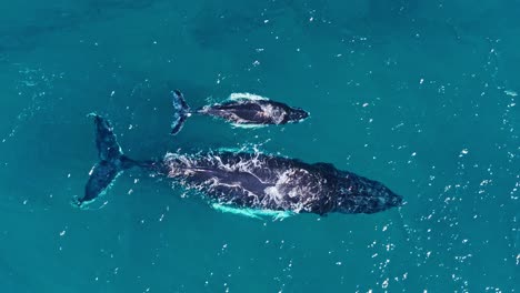 vista de pájaro de arriba hacia abajo de la madre ballena jorobada y la pareja de crías nadando juntas