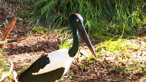 stork observed in natural habitat at zoo