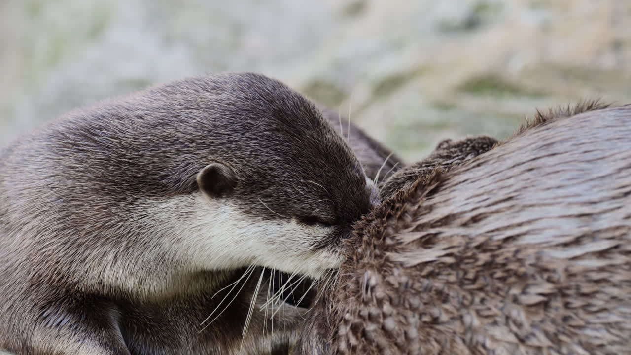 Lontra che guarda attentamente con la testa alta, mettendo in mostra pelo e baffi