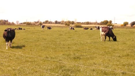 herds of cattle grazing in the field