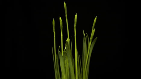 pretty daffodils bulbs partially blooming showing yellow flowers - timelapse
