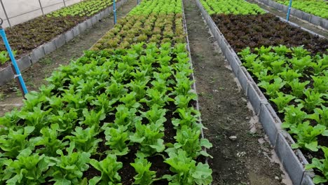 lettuce seedlings growing in a greenhouse environment