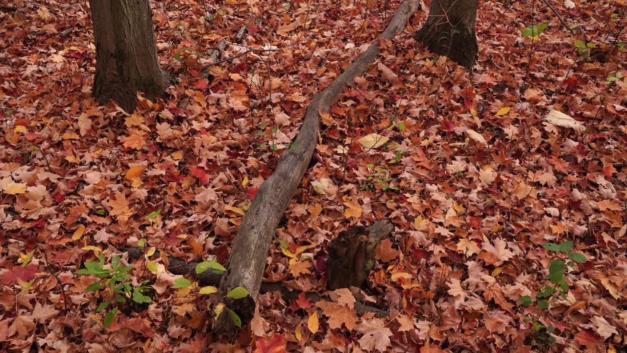 The ground is covered with beautiful red leaves, and a fallen dead branch adds to the cinematic charm of the scene, along with a few young green sprouts