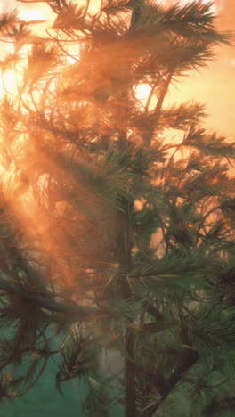 rayos de sol que fluyen a través de las ramas de los pinos