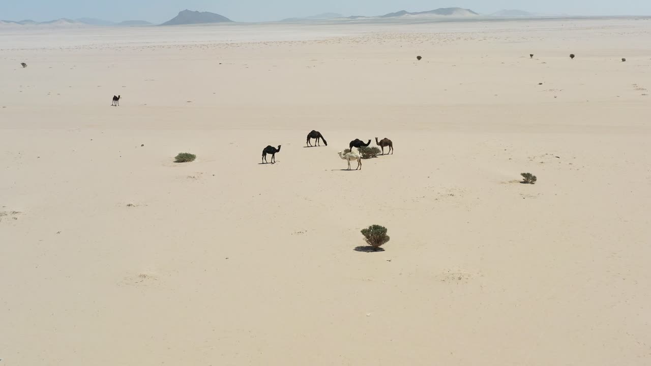 grupo de camellos en el corazón del desierto de arabia saudita