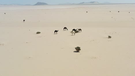 Grupo-De-Camellos-En-El-Corazón-Del-Desierto-De-Arabia-Saudita
