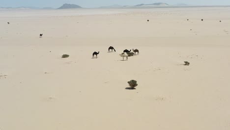 group of camels in the heart of saudi arabia desert