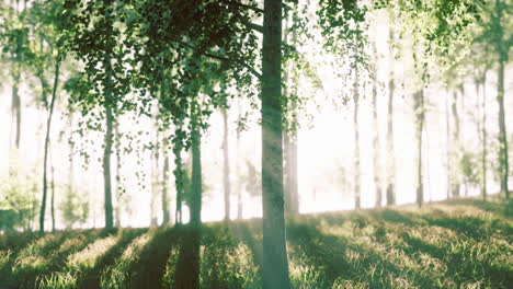 Puesta-De-Sol-O-Amanecer-En-Un-Bosque-De-Abedules-Primaverales-Con-Un-Follaje-Joven-Y-Brillante