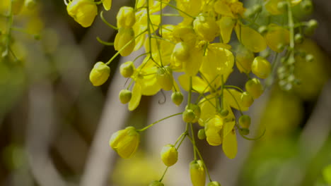 La-Lluvia-Dorada-Flor-Laburnum-Indio-Planta-Kanikonna-