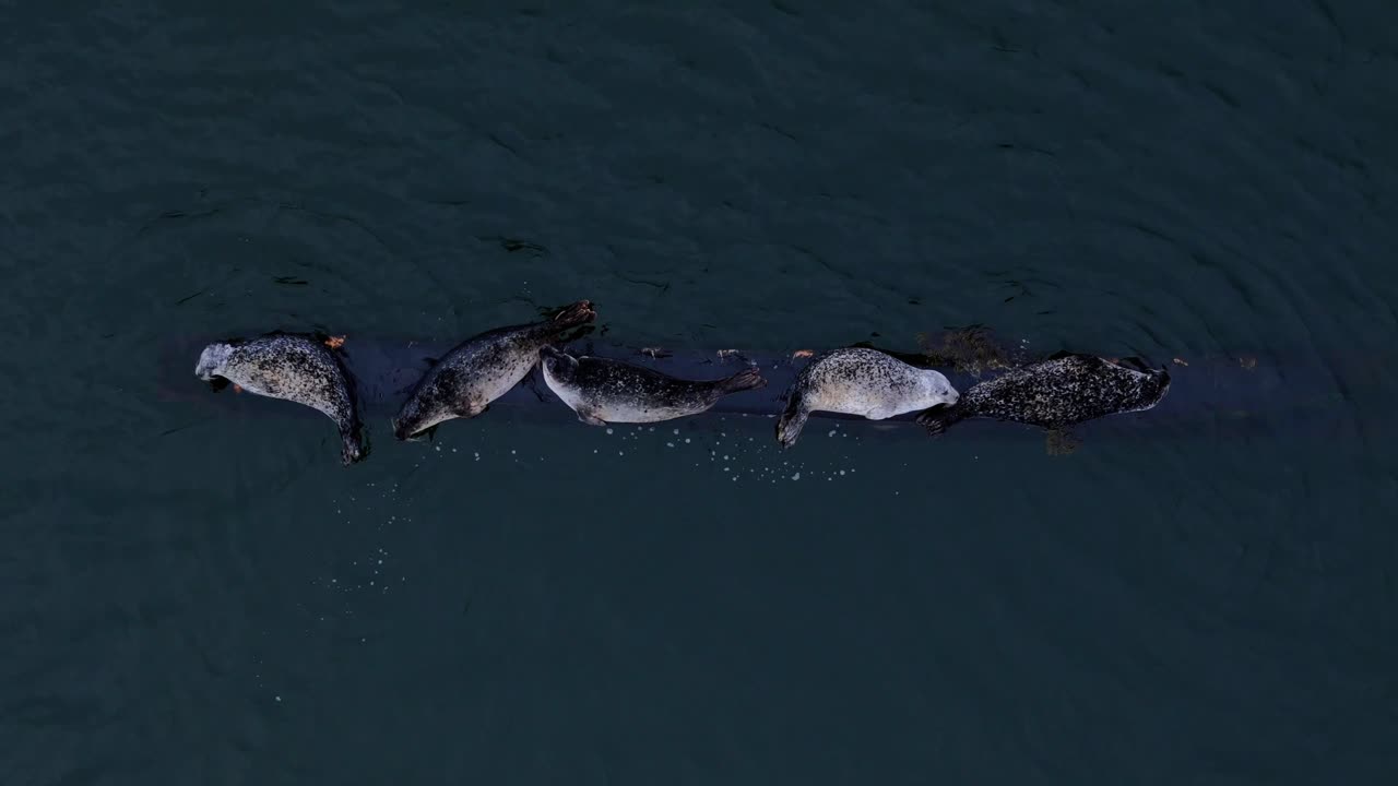 Sealife Wildlife, Basking Animals, Grey Seal Conservation, Aerial View