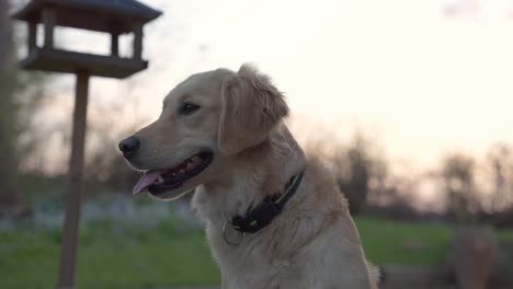 perro jadeando protagonizando en la distancia golden retriever