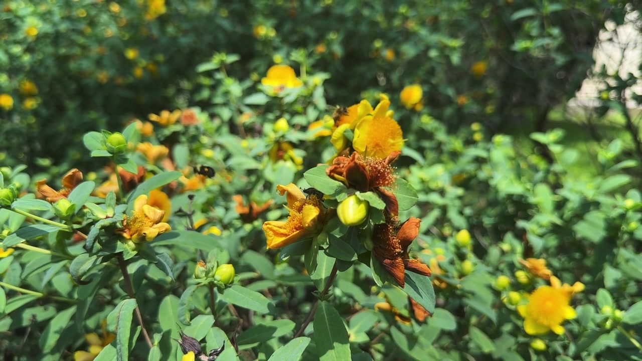 Un primo piano di fiori giallo brillante e fogliame verde, scattato con uno sfondo morbido e sfocato per un aspetto macro naturale. L'immagine enfatizza il colore vivido e i dettagli delicati dei fiori