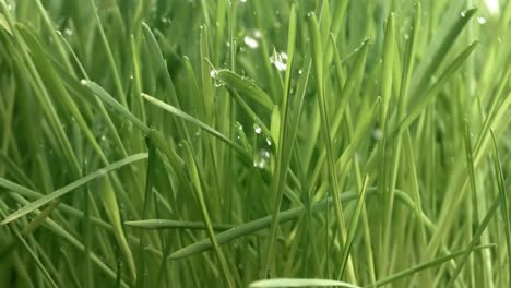 hierba verde en primer plano gotas de lluvia cayendo lentamente sobre la hierba.