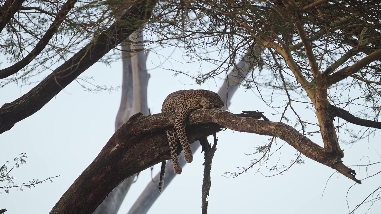 Leopard Lying on a Branch in a Tree in a Forest, Wide Angle Environmental Shot with Forest Scenery, African Safari Animals, Predator on Africa Wildlife Safari in Kenya.