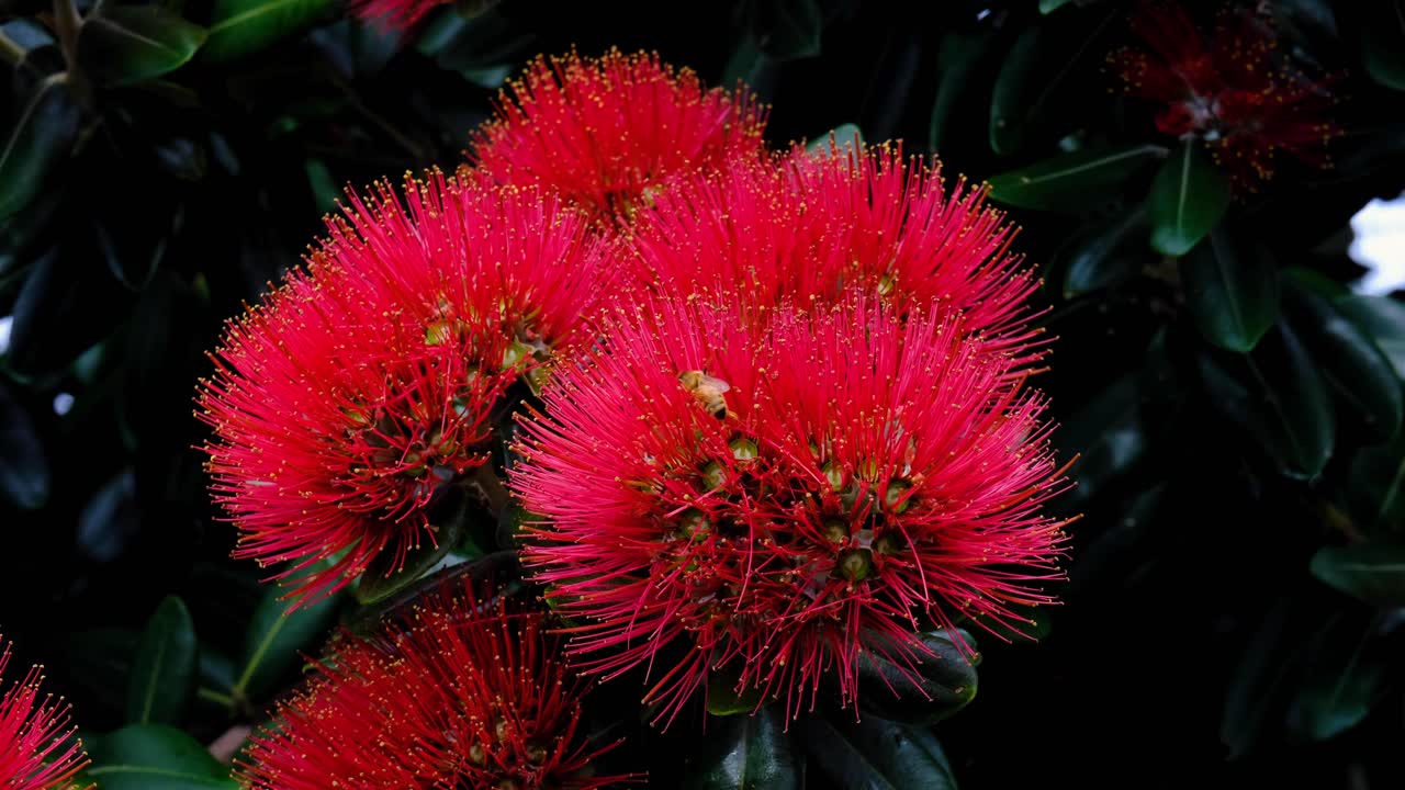 Pohutukawa blossoming bright red during Christmas summer season with bee collecting pollen from flowers in New Zealand Aotearoa