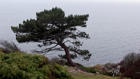 Einsamer-Baum-Bewegt-Sich-Im-Wind-Auf-Einer-Klippe-Am-Meer-Bei-Bewölktem-Wetter