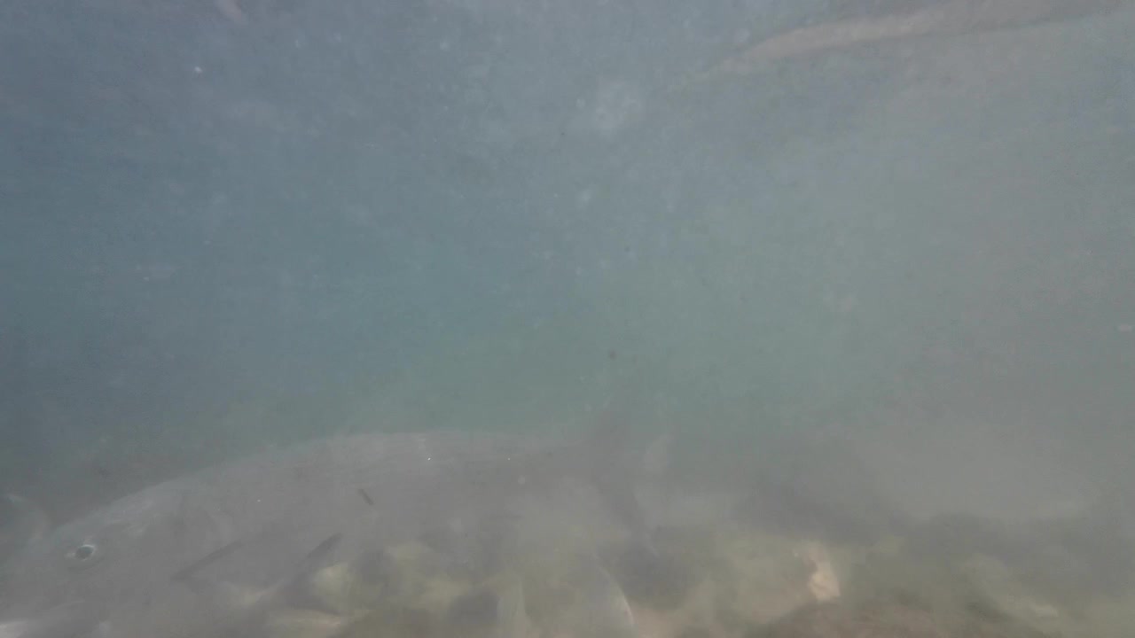 Bonefish feeding on fish remains in shallow Caribbean waters, showcasing underwater marine behavior and coastal ecosystem activity.