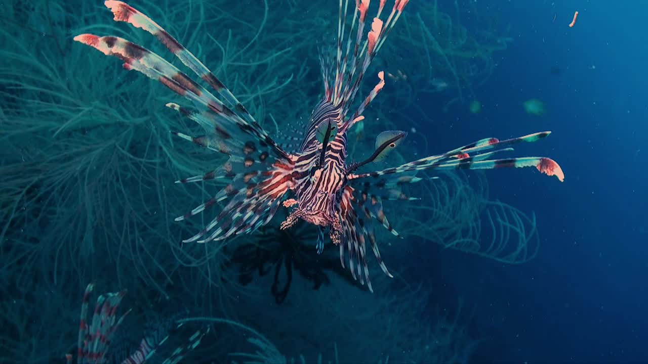 Common Lionfish front and profile view with blue ocean as backdrop