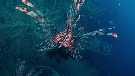 Common-Lionfish-front-and-profile-view-with-blue-ocean-as-backdrop
