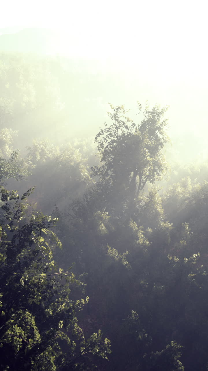 아침 빛 속의 안개 숲