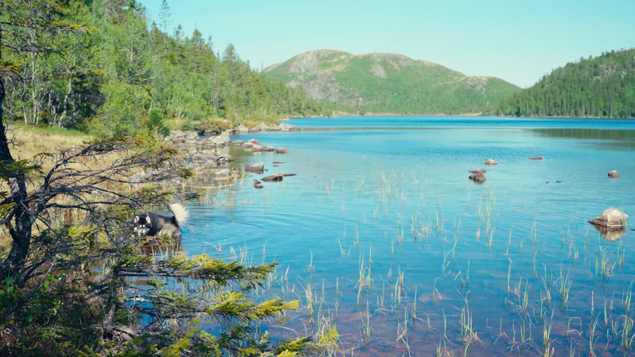 Alaskan Malamute Dog In Shallow Lake Water - Wide Shot