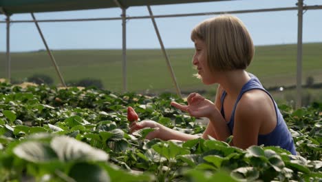 girls interacting with each other while plucking strawberries 4k