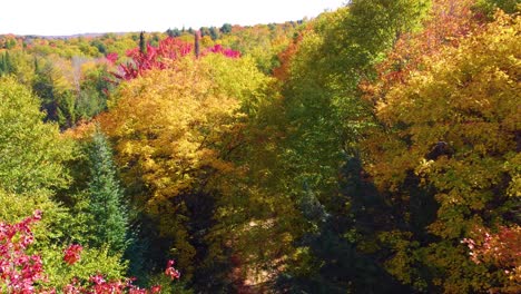 sendero de tierra en un bosque